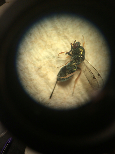 Torymidae