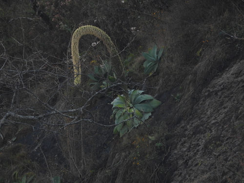 Agave attenuata