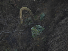 Agave attenuata