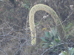 Agave attenuata