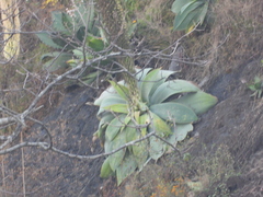 Agave attenuata