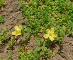 Hypericum humifusum