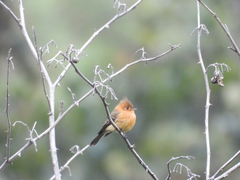 Mitrephanes phaeocercus