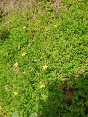 Hypericum humifusum