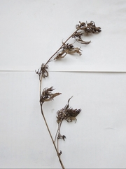 Cannabis sativa spontanea