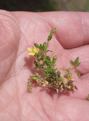 Hypericum humifusum