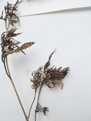 Cannabis sativa spontanea