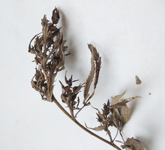 Cannabis sativa spontanea