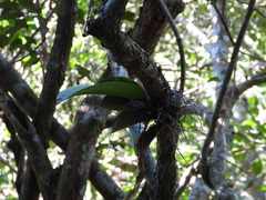 Trichocentrum natalieae
