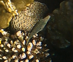 Canthigaster margaritata