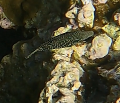 Canthigaster margaritata