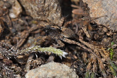Pardosa hortensis