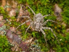Philodromus