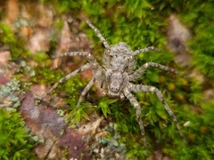 Philodromus