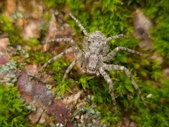 Philodromus