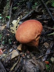 Calvatia
