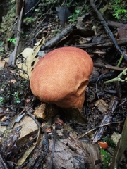 Calvatia