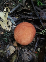 Calvatia