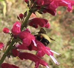 Bombus weisi