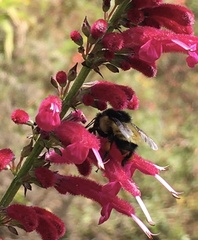 Bombus weisi