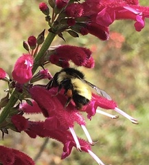 Bombus weisi