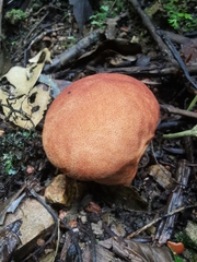 Calvatia