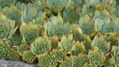 Sempervivum tectorum