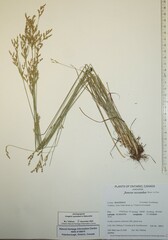Juncus secundus