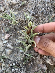 Castilleja sessiliflora