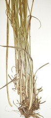 Juncus secundus