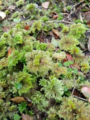 Sciadocladus menziesii
