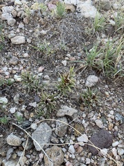 Castilleja sessiliflora