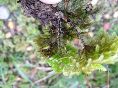 Sciadocladus menziesii