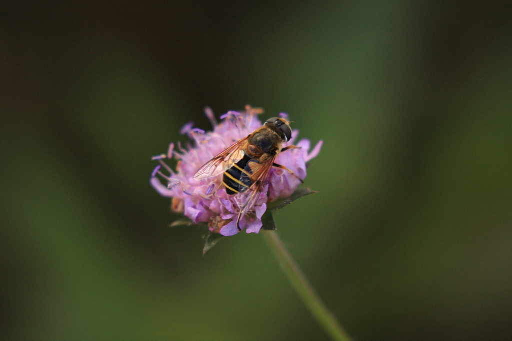 Stripe Winged Drone Fly From Varėna District Municipality Lithuania On September 5 2022 At 12 8880