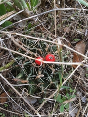 Hamatocactus setispinus