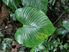 Philodendron grandipes