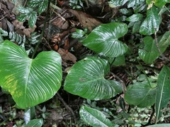 Philodendron grandipes