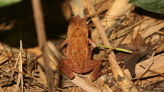 Ingerophrynus biporcatus