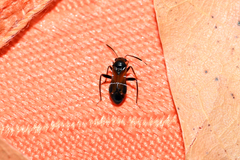 Pilophorus perplexus