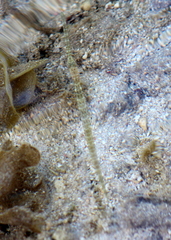 Fistularia commersonii