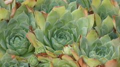 Sempervivum tectorum