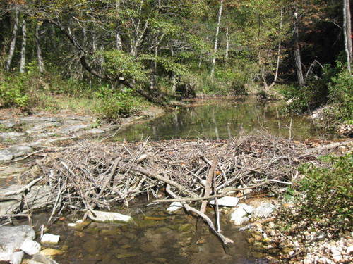 American Beaver photographed in Arkansas