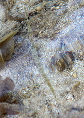 Fistularia commersonii