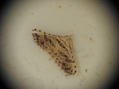 Alucita palodactyla