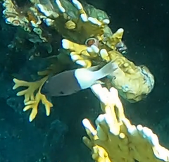 Pycnochromis dimidiatus
