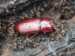 Uloma culinaris