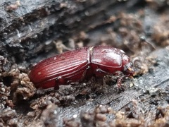 Uloma culinaris