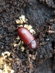 Uloma culinaris