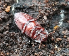 Uloma culinaris