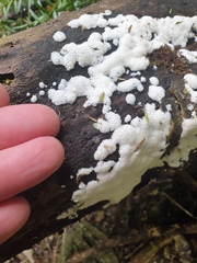 Ceratiomyxa fruticulosa